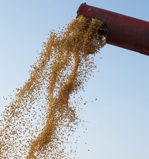 Combine harvester unloading corn seeds after harvest.