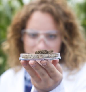 Female agronomist specialist examining soil sample for agriculture.