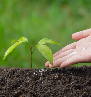 close up picture of hand holding planting the sapling of the plant